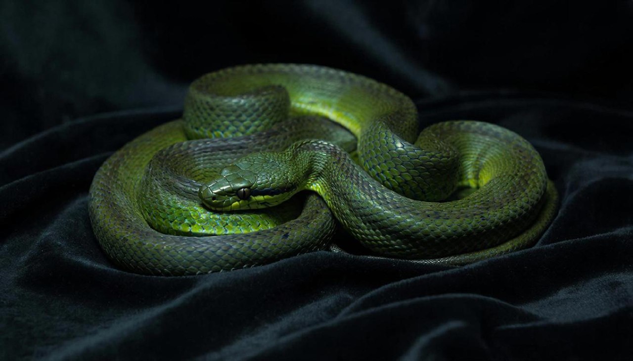 Изумрудная змея спит.