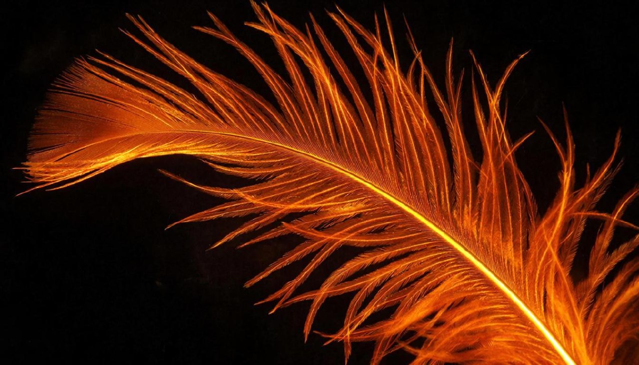 Сверкающее перо феникса с искрами огня на черном фоне.