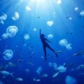 Сонник плавать с рыбами в море