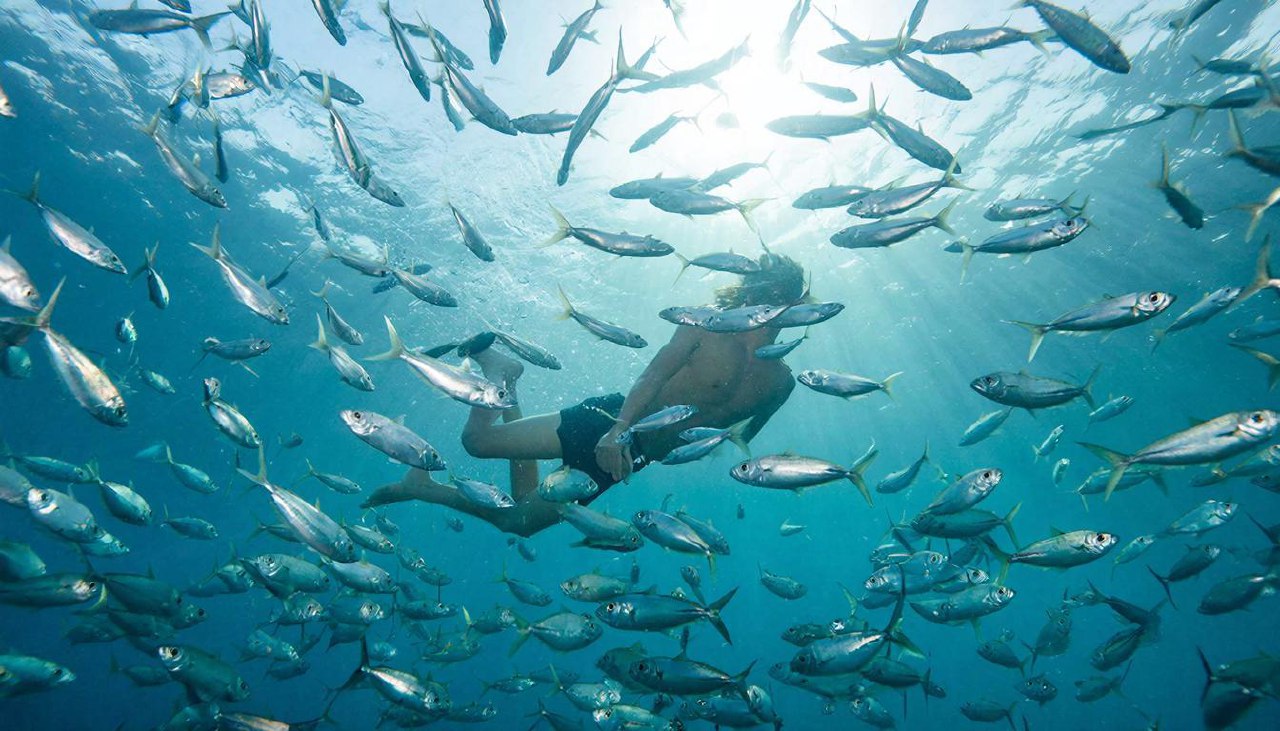 Человек плавает среди косяка рыб в прозрачном море