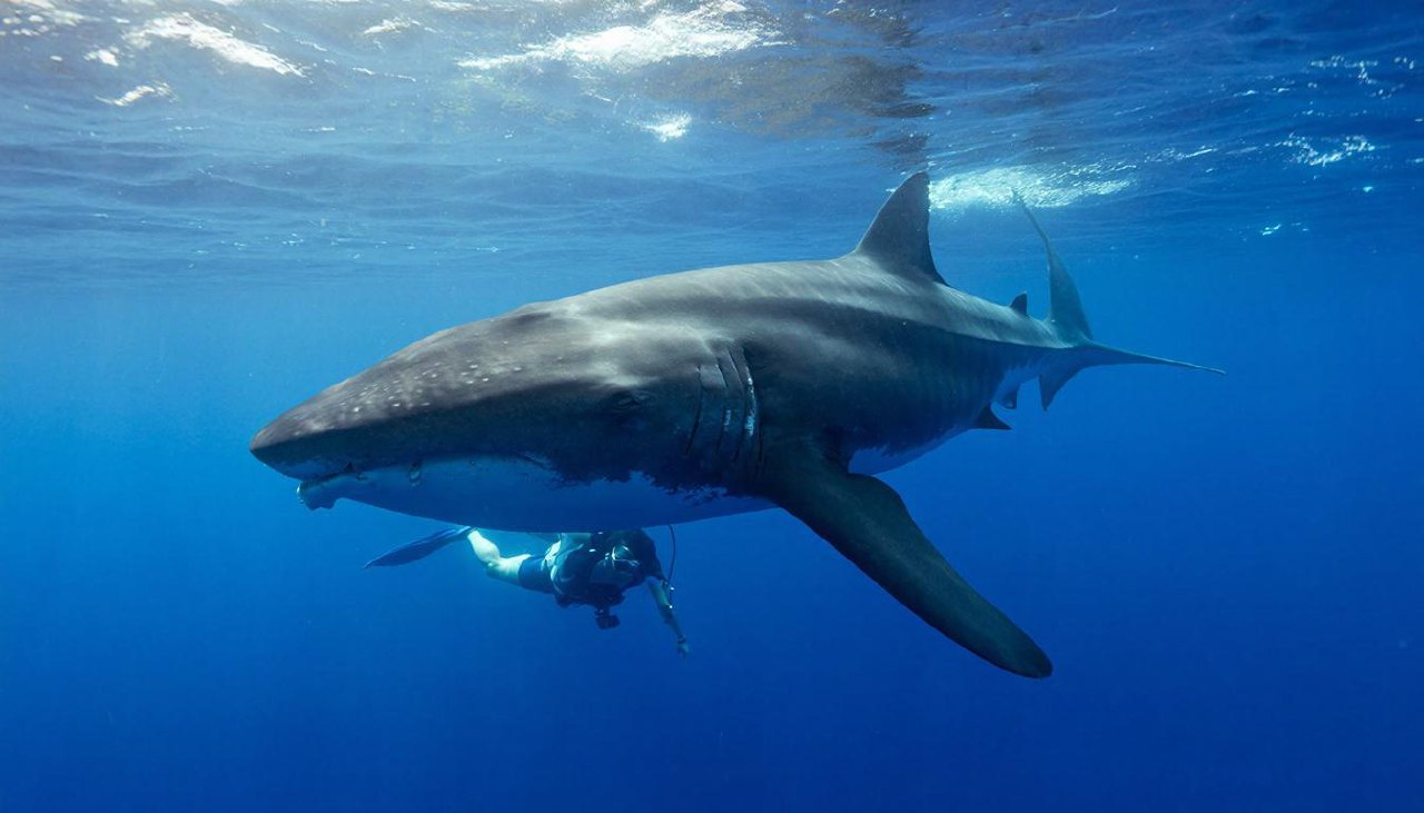 Плавание с огромной китовой акулой в море