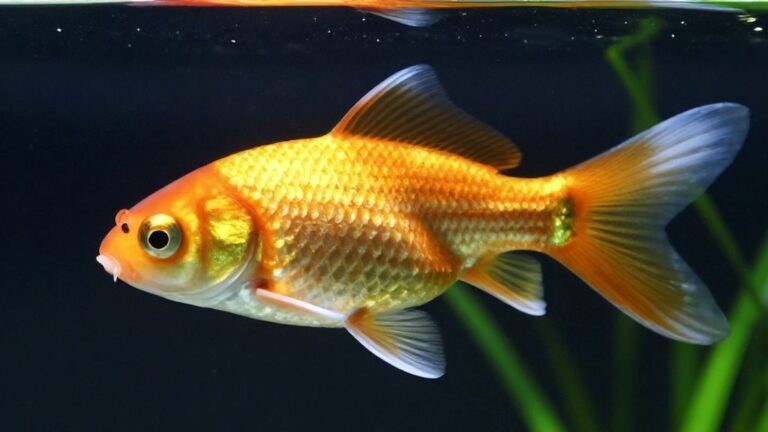 Золотая рыба в прозрачной воде