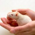 Белая мышь на руке человека
