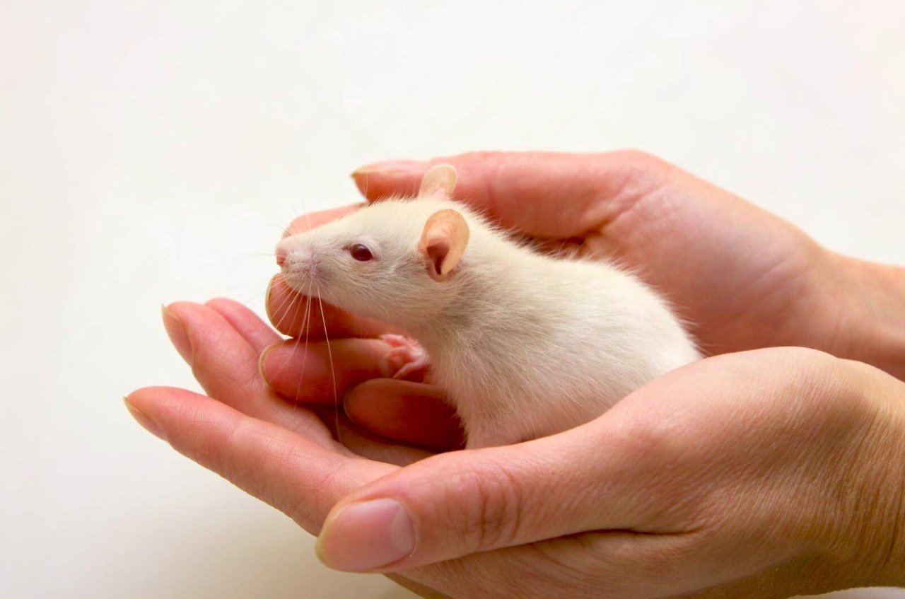 Белая мышь на руке человека
