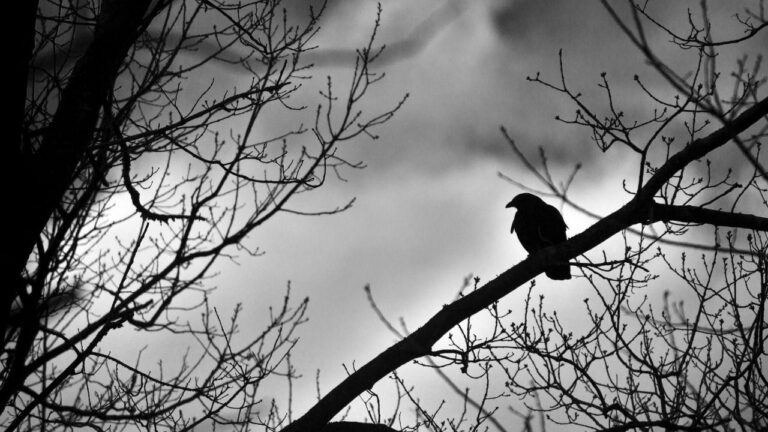 Черный ворон на ветке дерева