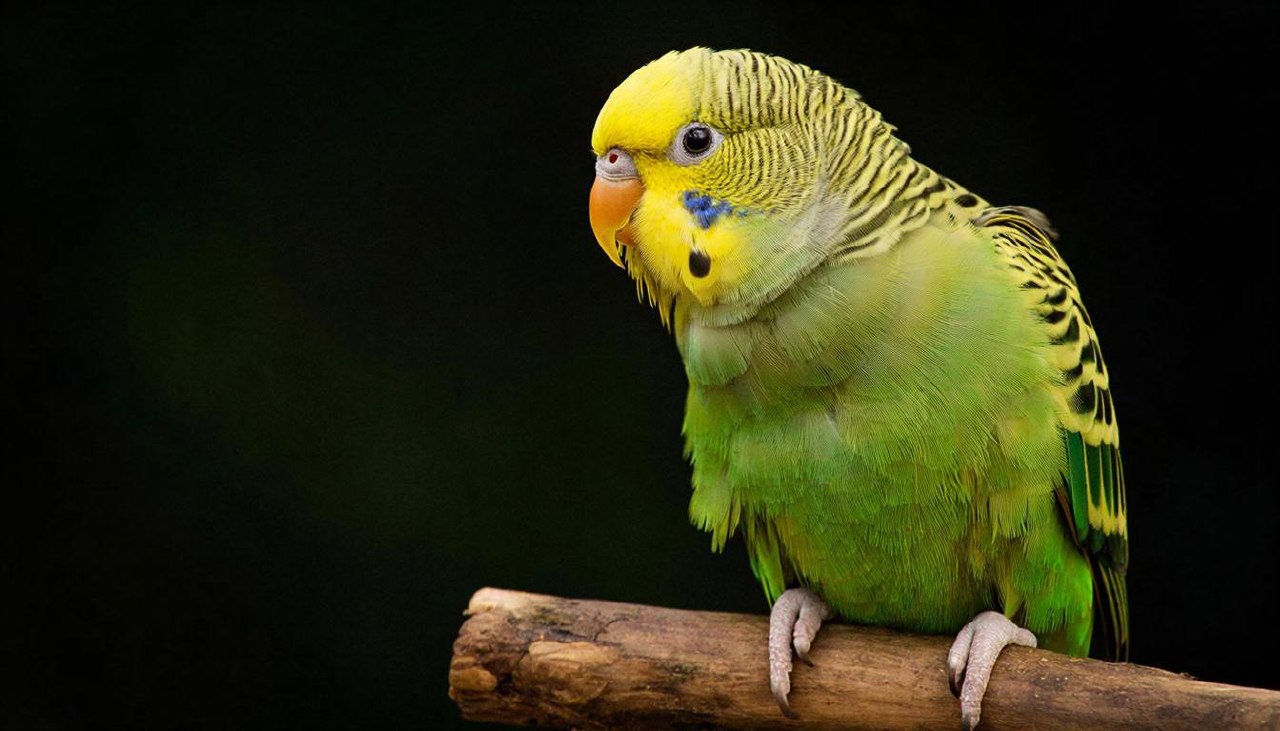 Яркий волнистый попугай на ветке на темном фоне в макросъемке.