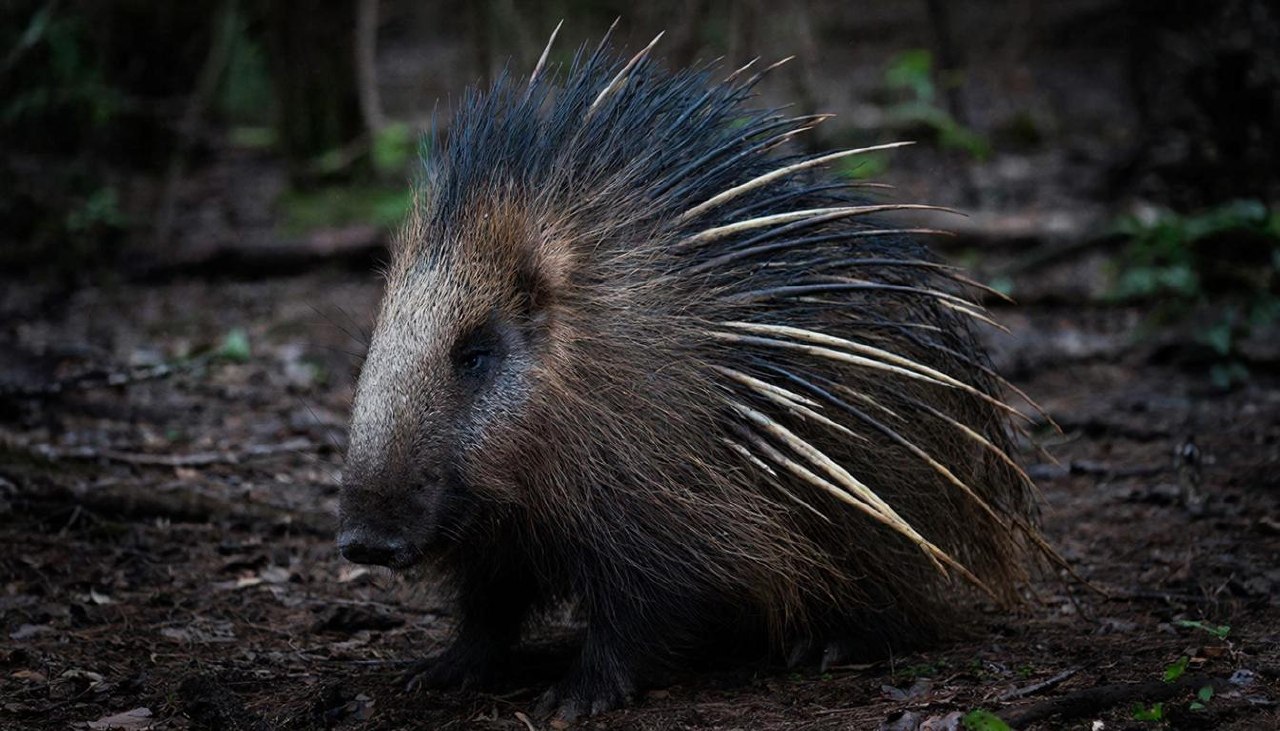 Дикобраз поднял длинные иглы на темном фоне в лесу.