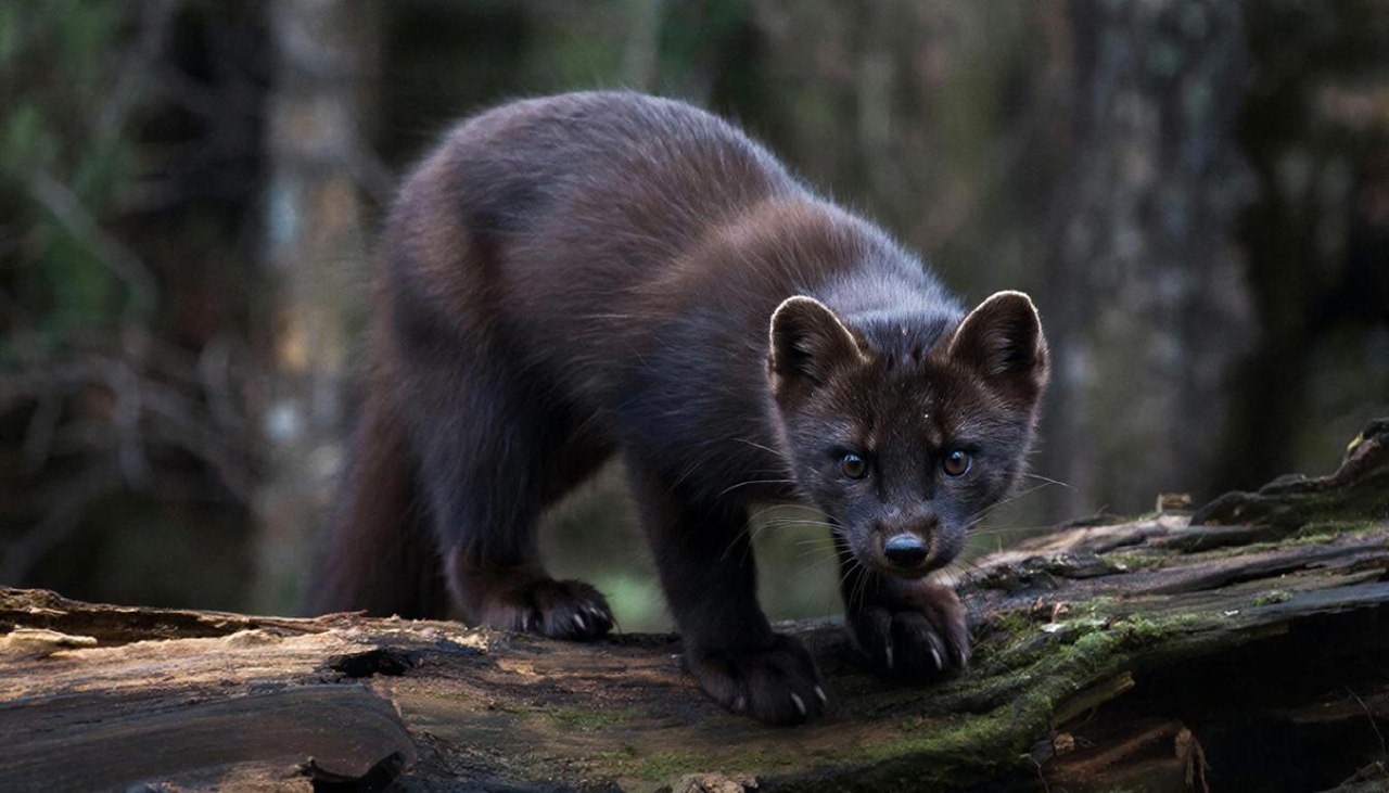 Лесная куница с блестящим мехом на поваленном дереве, профессиональное фото.