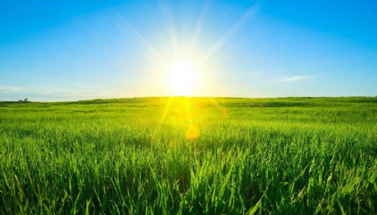 Яркий солнечный день на зеленом лугу под чистым небом.